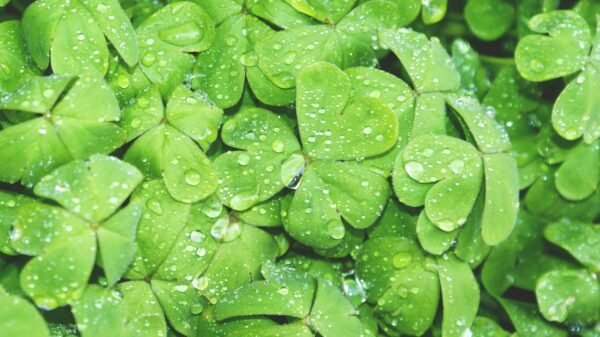 Irish Drinking Songs